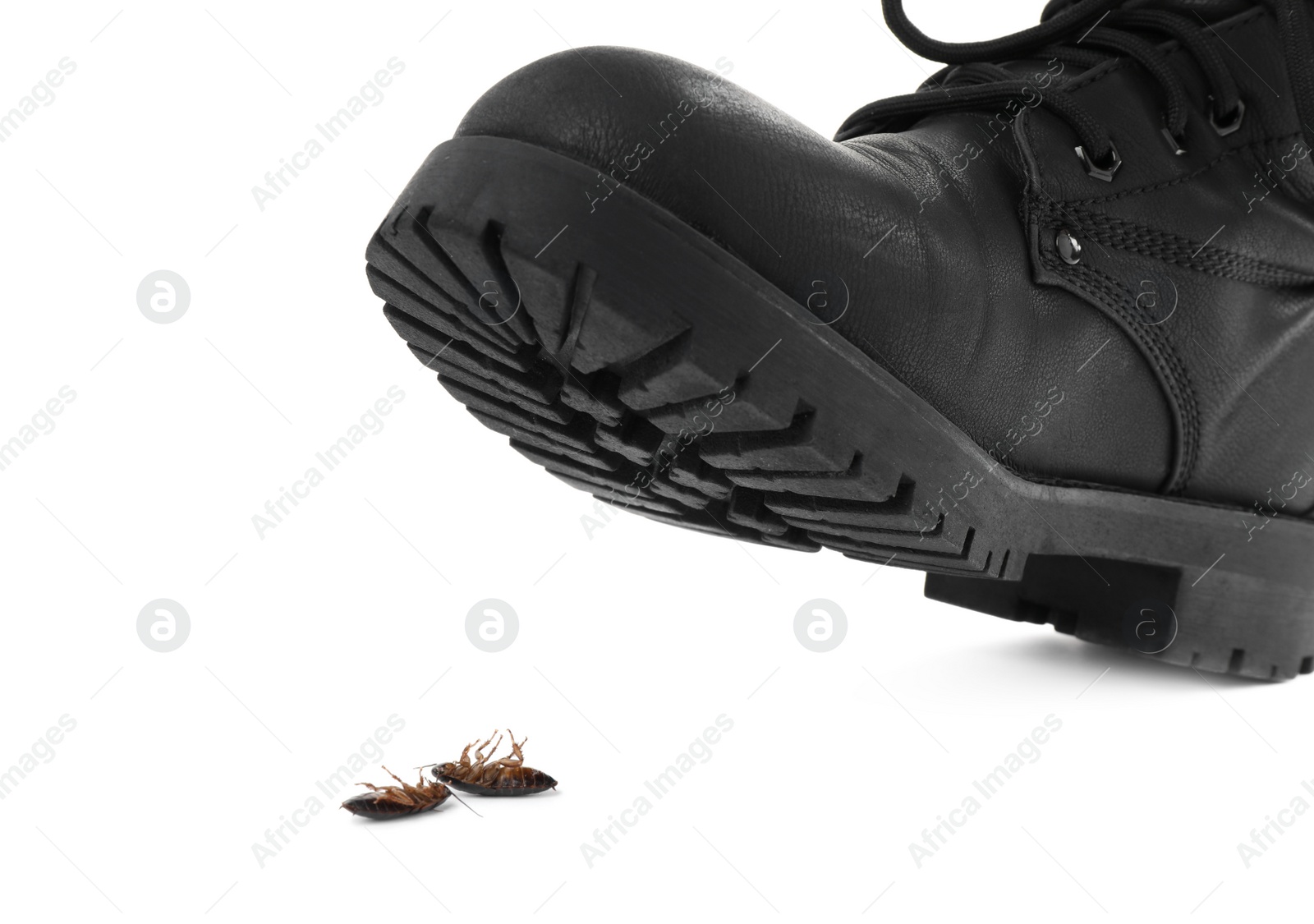 Photo of Person crushing cockroaches with feet on white background, closeup. Pest control
