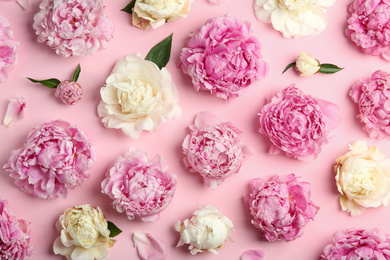 Photo of Beautiful peonies on pink background, flat lay