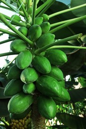 Photo of Unripe papaya fruits growing on tree outdoors, closeup view