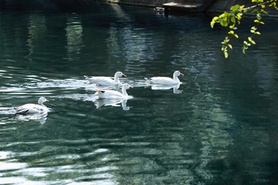 Photo of Group of beautiful geese swimming in pond