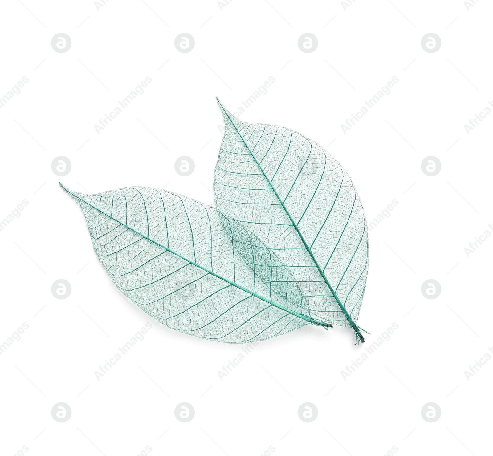 Photo of Beautiful decorative skeleton leaves on white background, top view