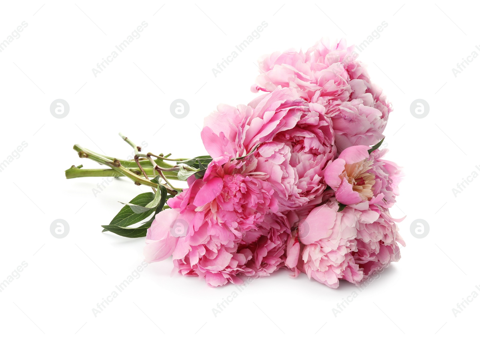 Photo of Bouquet of beautiful peonies on white background