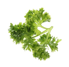 Fresh green curly parsley on white background