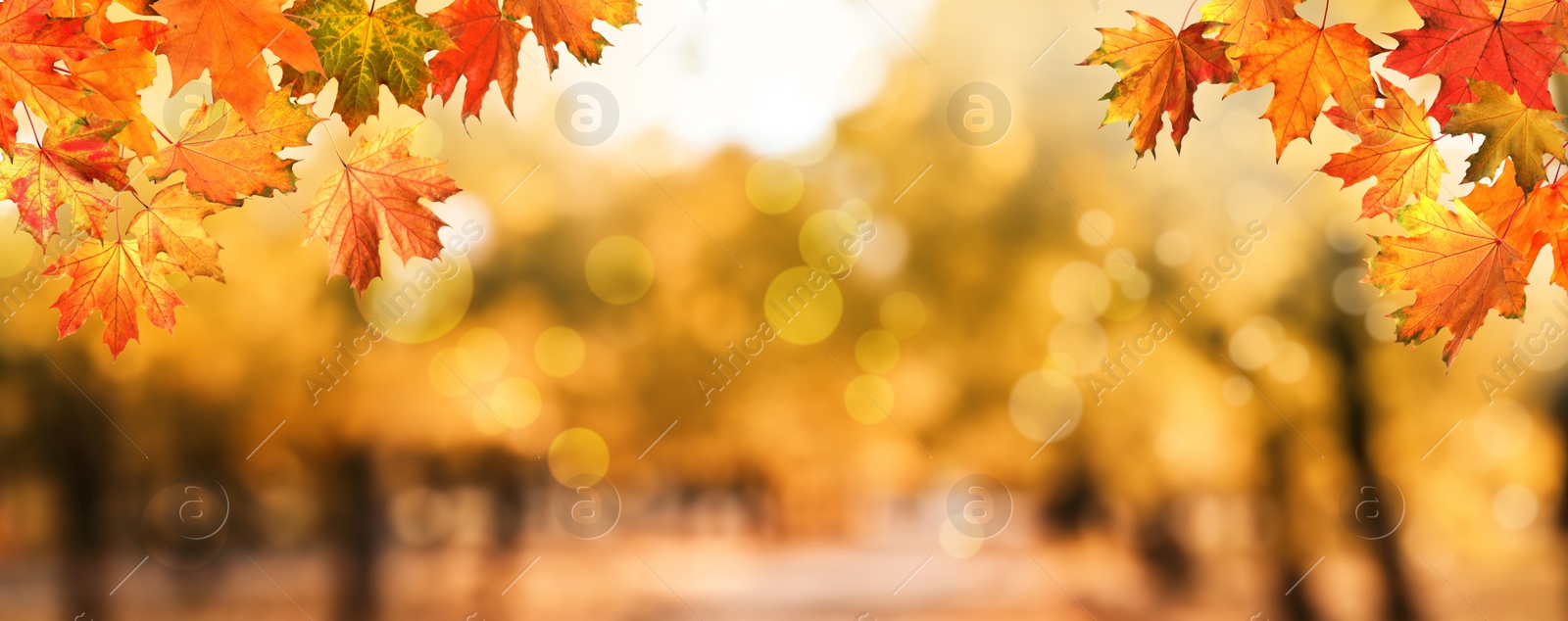 Image of Beautiful colorful autumn leaves and blurred park background. Banner design 