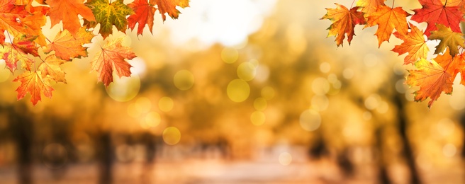 Image of Beautiful colorful autumn leaves and blurred park background. Banner design 