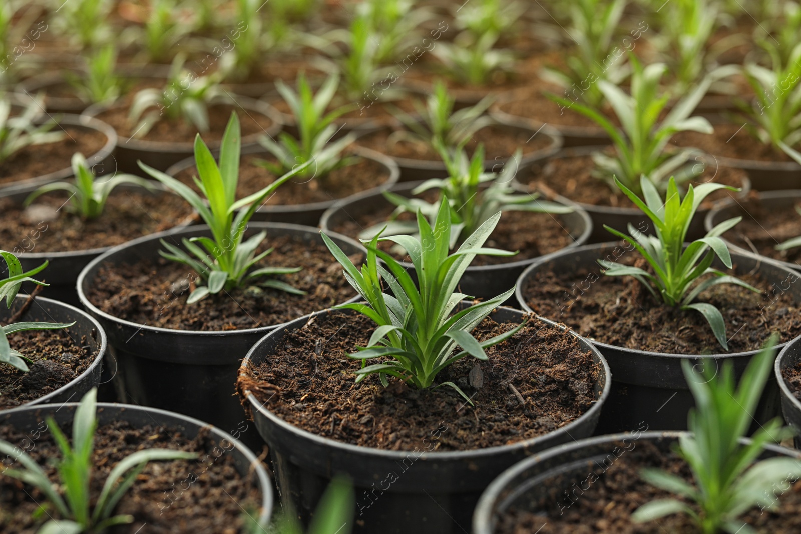 Photo of Many fresh green seedlings growing in pots with soil, closeup