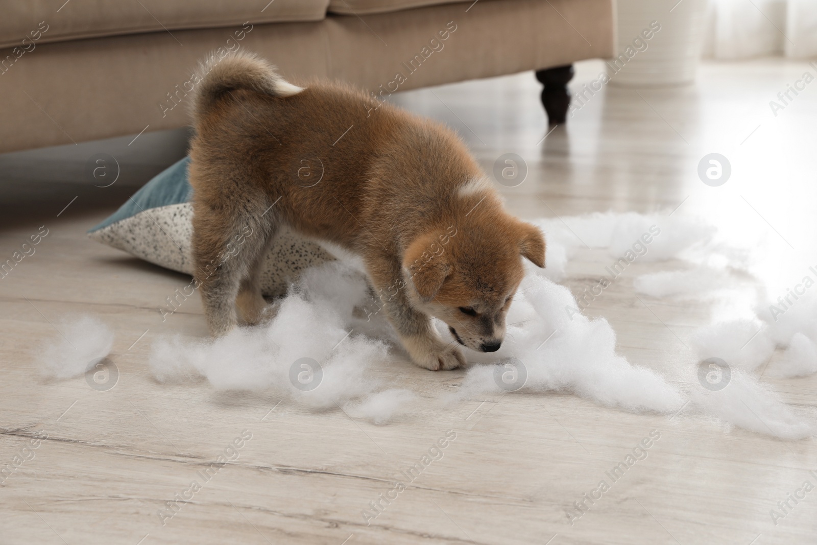 Photo of Cute Akita inu puppy playing with ripped pillow filler indoors. Mischievous dog