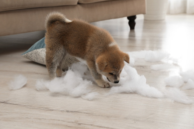 Cute Akita inu puppy playing with ripped pillow filler indoors. Mischievous dog