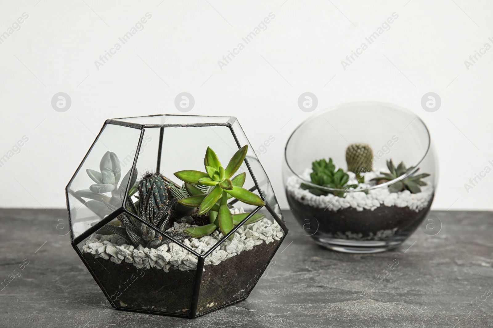 Photo of Glass florariums with different succulents on table against white background, space for text