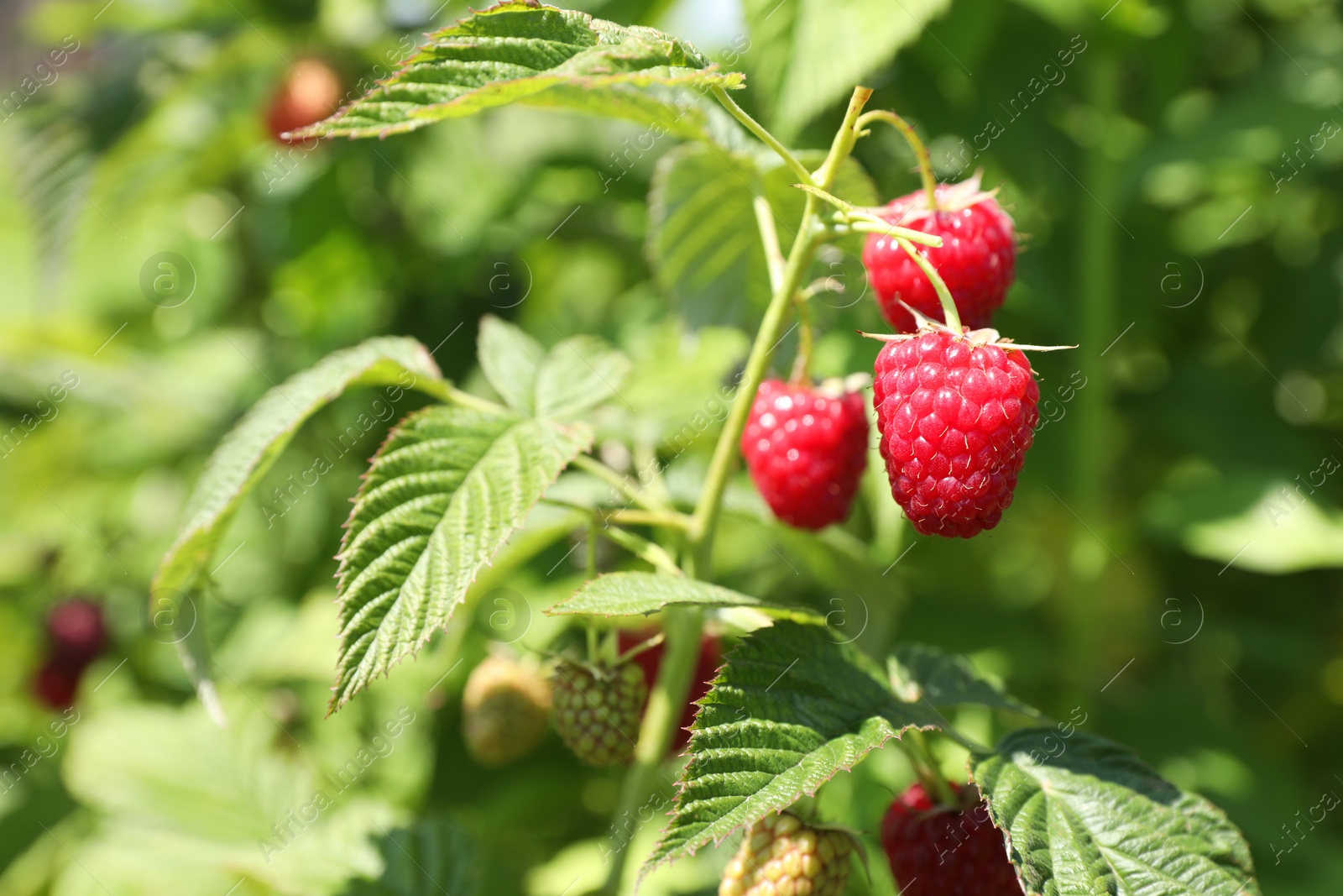 Photo of Red raspberries growing on bush outdoors, closeup