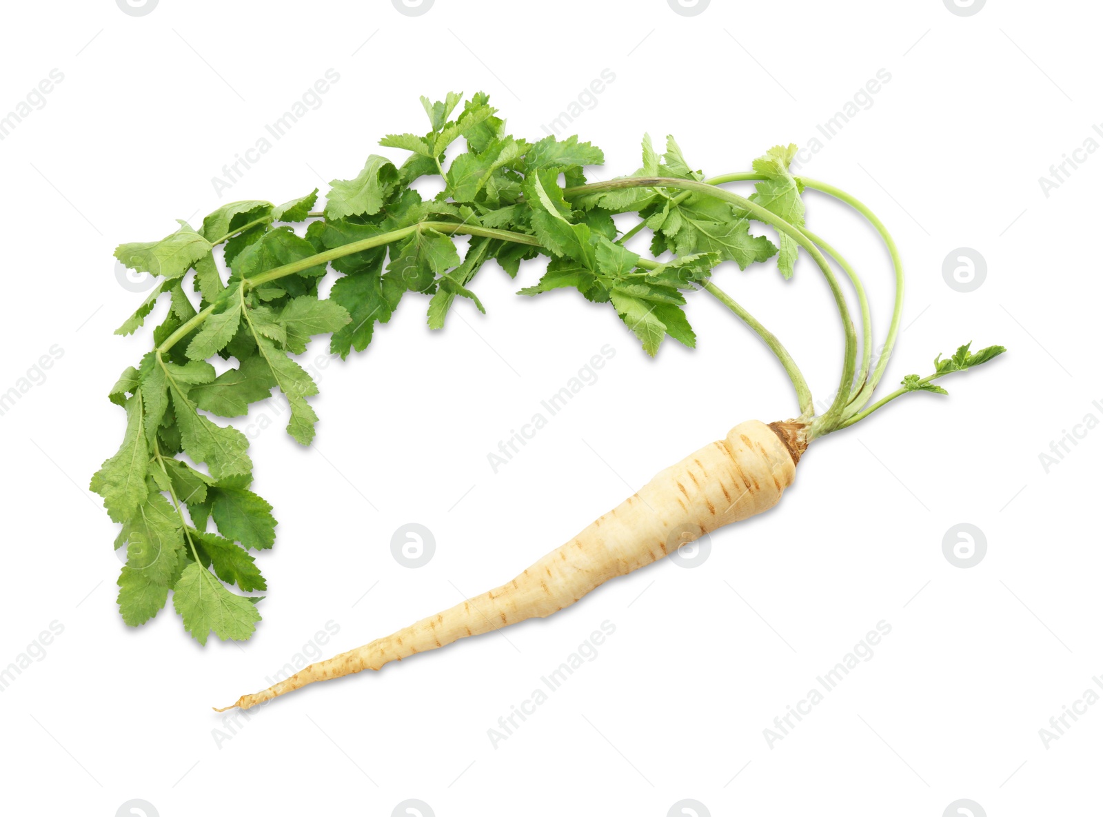 Photo of Tasty fresh ripe parsnip isolated on white, top view