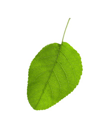 Photo of Green leaf of apple tree isolated on white