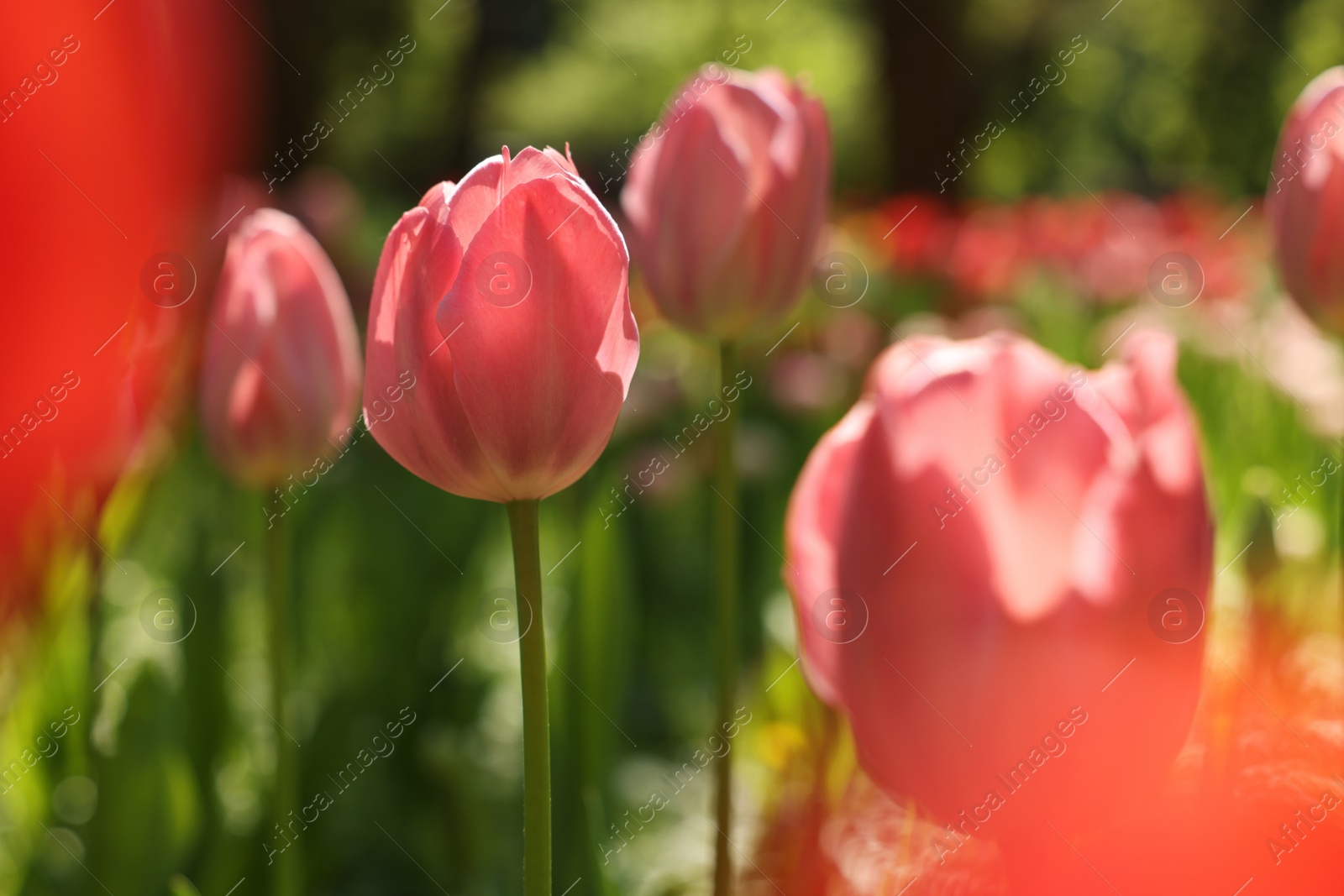 Photo of Beautiful pink tulips growing outdoors on sunny day, closeup