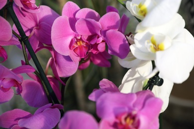 Photo of Beautiful blooming tropical orchid flowers in store, closeup