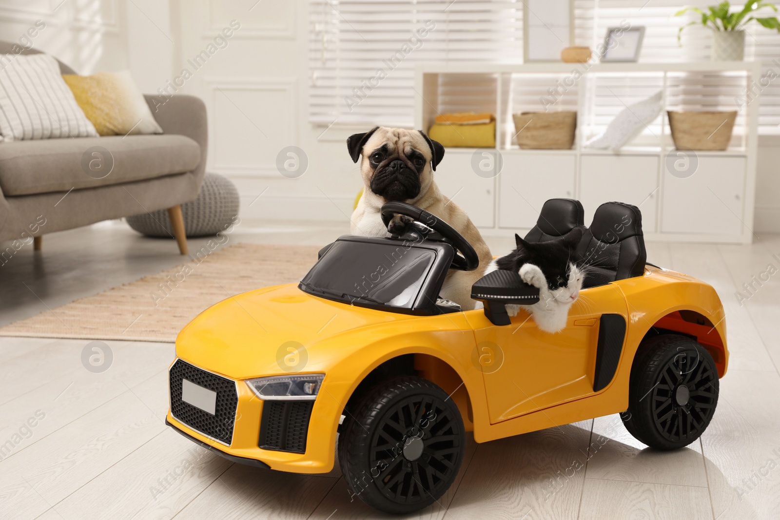 Photo of Adorable pug dog and cat in toy car indoors