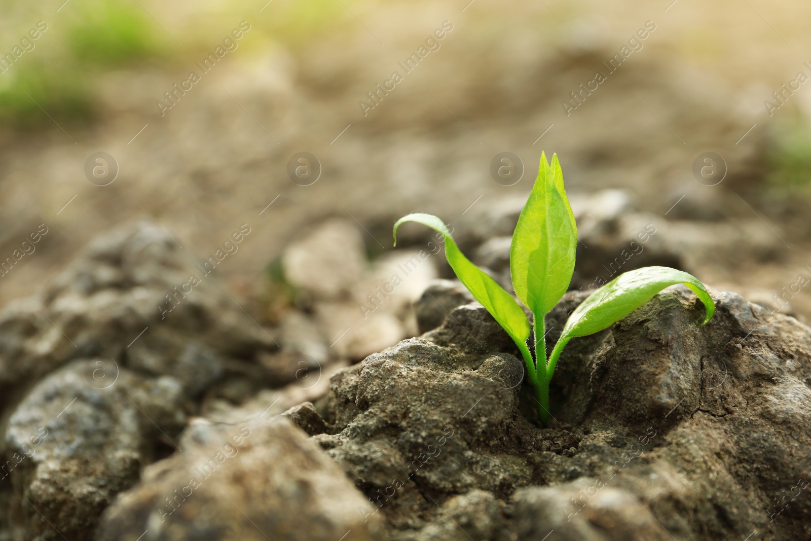 Photo of Young green seedling growing in dry soil on spring day, closeup. Hope concept