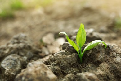 Photo of Young green seedling growing in dry soil on spring day, closeup. Hope concept