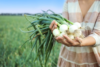 Photo of Woman holding fresh green onions in field, closeup