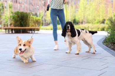 Woman walking Pembroke Welsh Corgi and English Springer Spaniel dogs outdoors