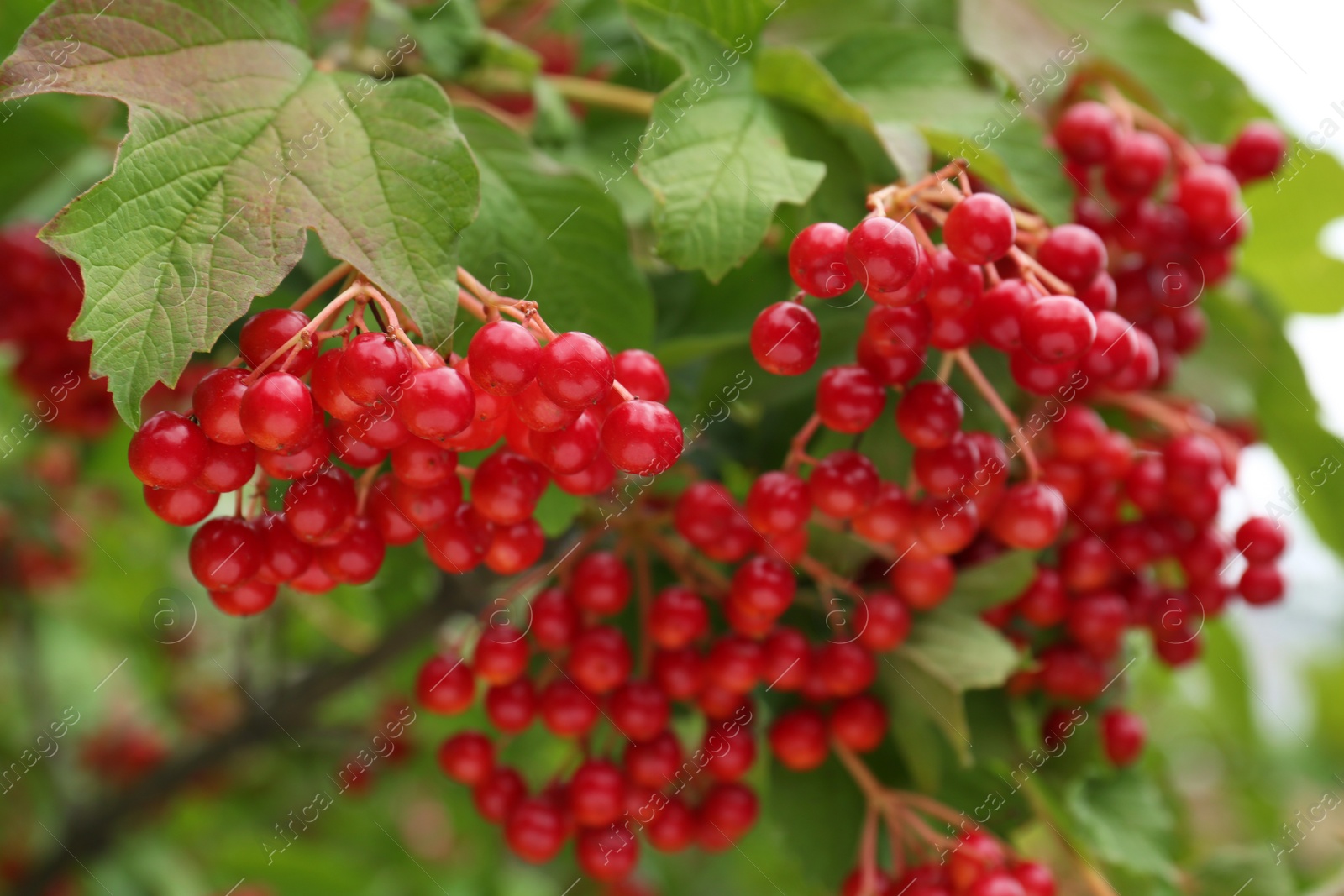 Photo of Beautiful viburnum shrub with ripe berries outdoors