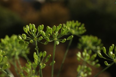 Photo of Fresh green dill flowers on blurred background, closeup