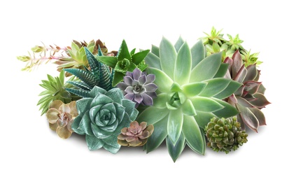 Image of Collection of different beautiful succulents on white background