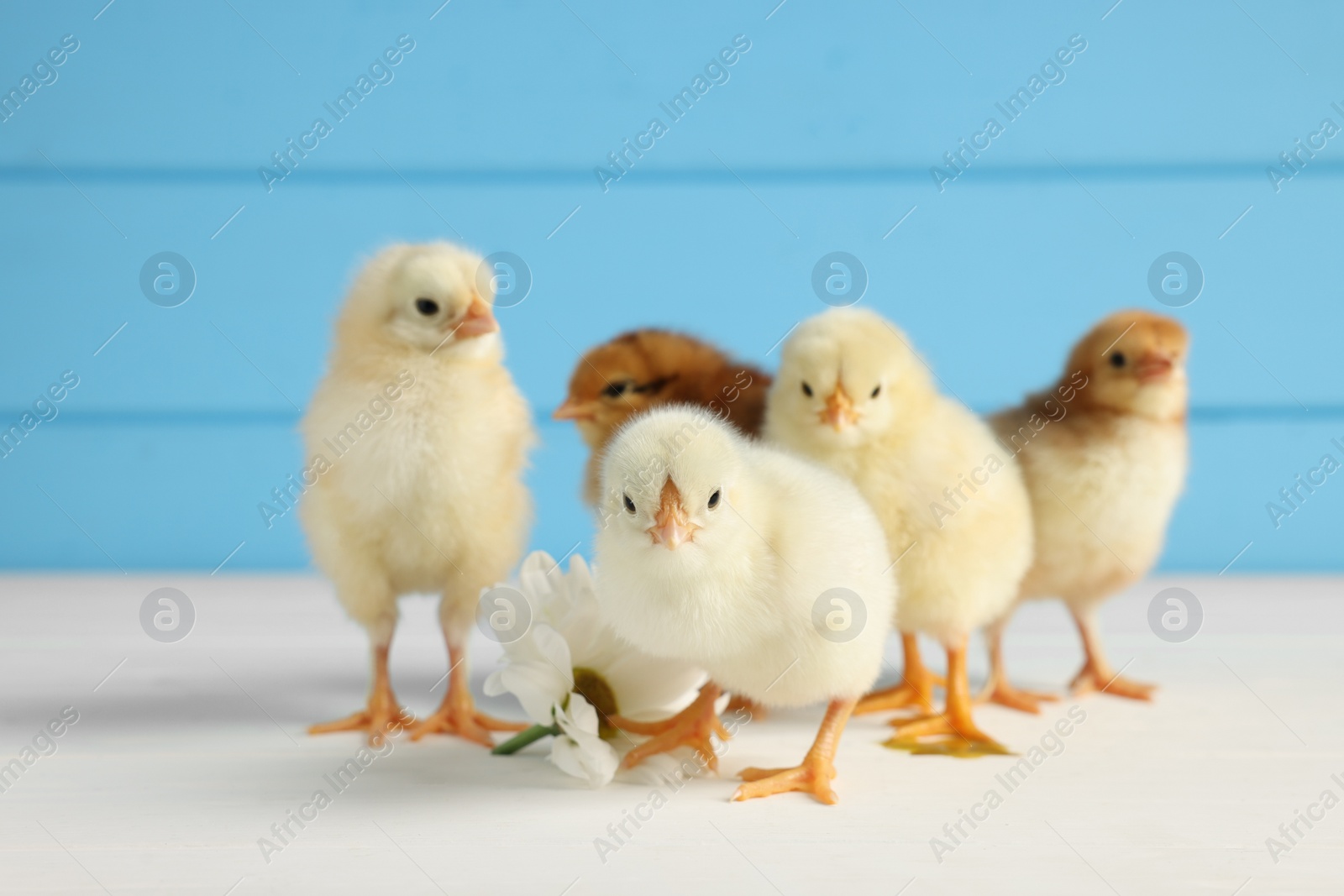 Photo of Many cute chicks on white wooden table, closeup. Baby animals