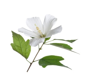 Photo of Beautiful tropical Hibiscus flower on white background