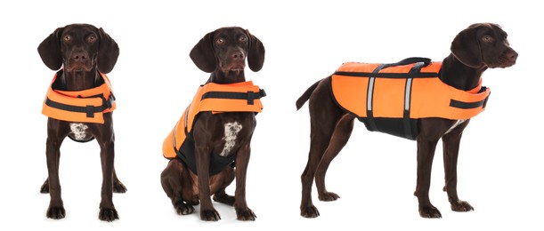 Image of Rescuer dog in life vest on white background, collage. Banner design
