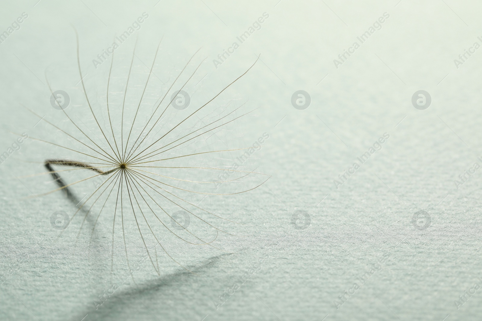 Photo of Seed of dandelion flower on light background, closeup. Space for text