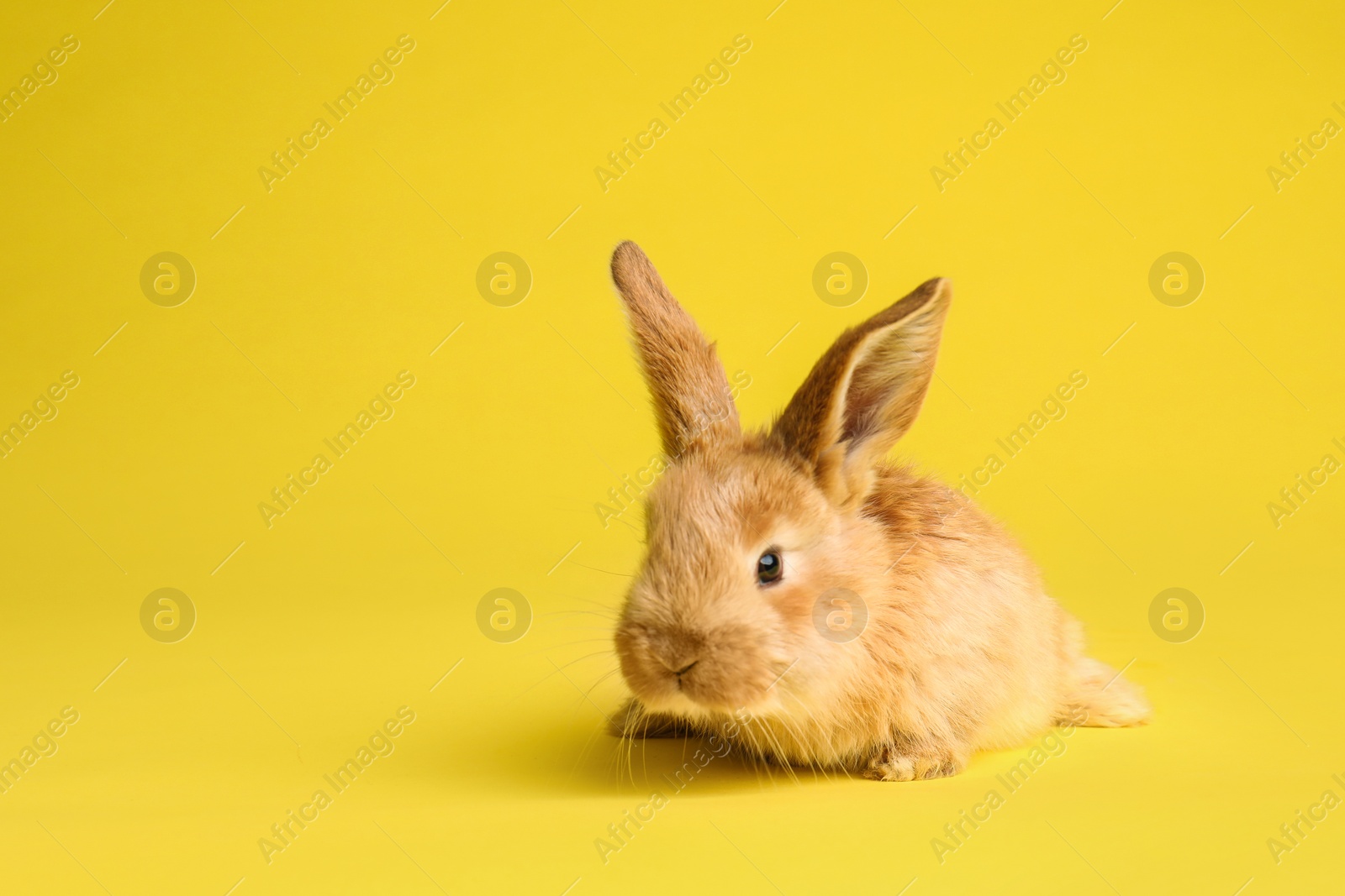 Photo of Adorable furry Easter bunny on color background, space for text