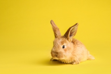 Photo of Adorable furry Easter bunny on color background, space for text