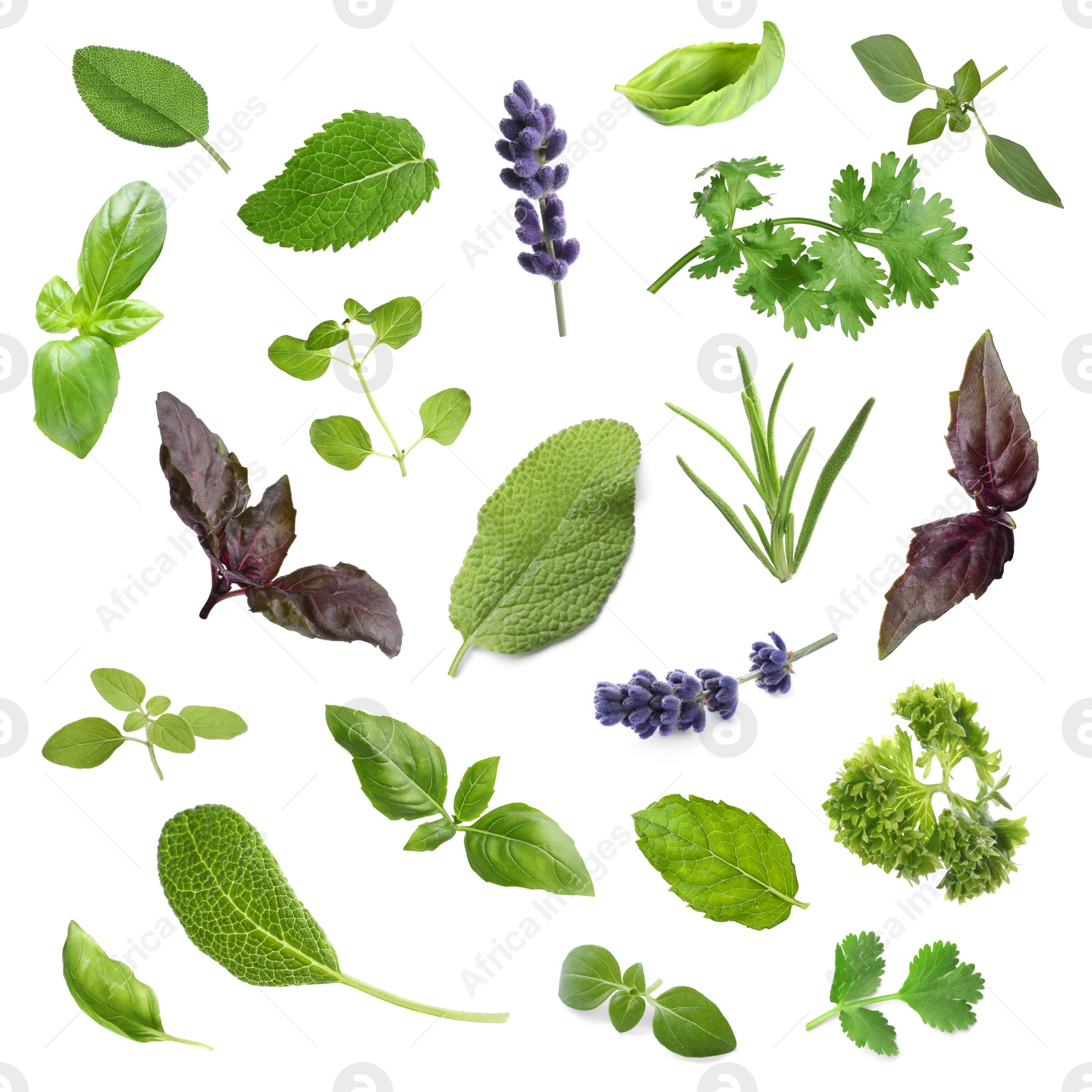 Image of Collection of different aromatic herbs on white background