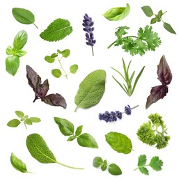 Collection of different aromatic herbs on white background