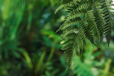 Photo of Beautiful tropical fern leaf on blurred background. Space for text