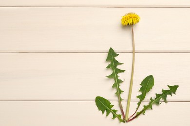 Photo of Beautiful yellow dandelion with leaves on white wooden table, flat lay. Space for text