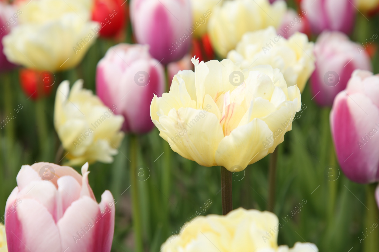 Photo of Beautiful tulip flowers growing in field, closeup