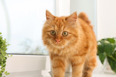Photo of Adorable cat on windowsill at home. Lovely pet