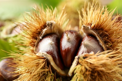 Photo of Fresh sweet edible chestnuts in husk, closeup