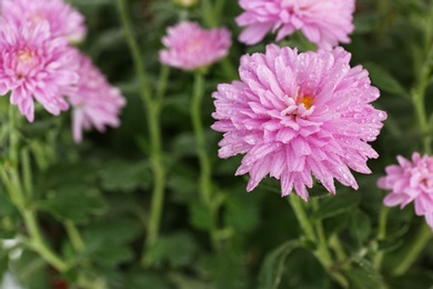 Beautiful pink chrysanthemum flowers with water drops, closeup