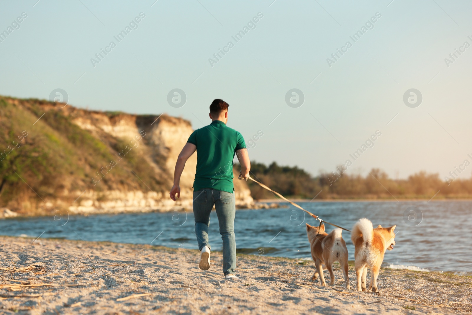 Photo of Young man walking his adorable Akita Inu dogs near river