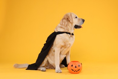 Photo of Cute Labrador Retriever dog in black cloak with Halloween bucket on orange background