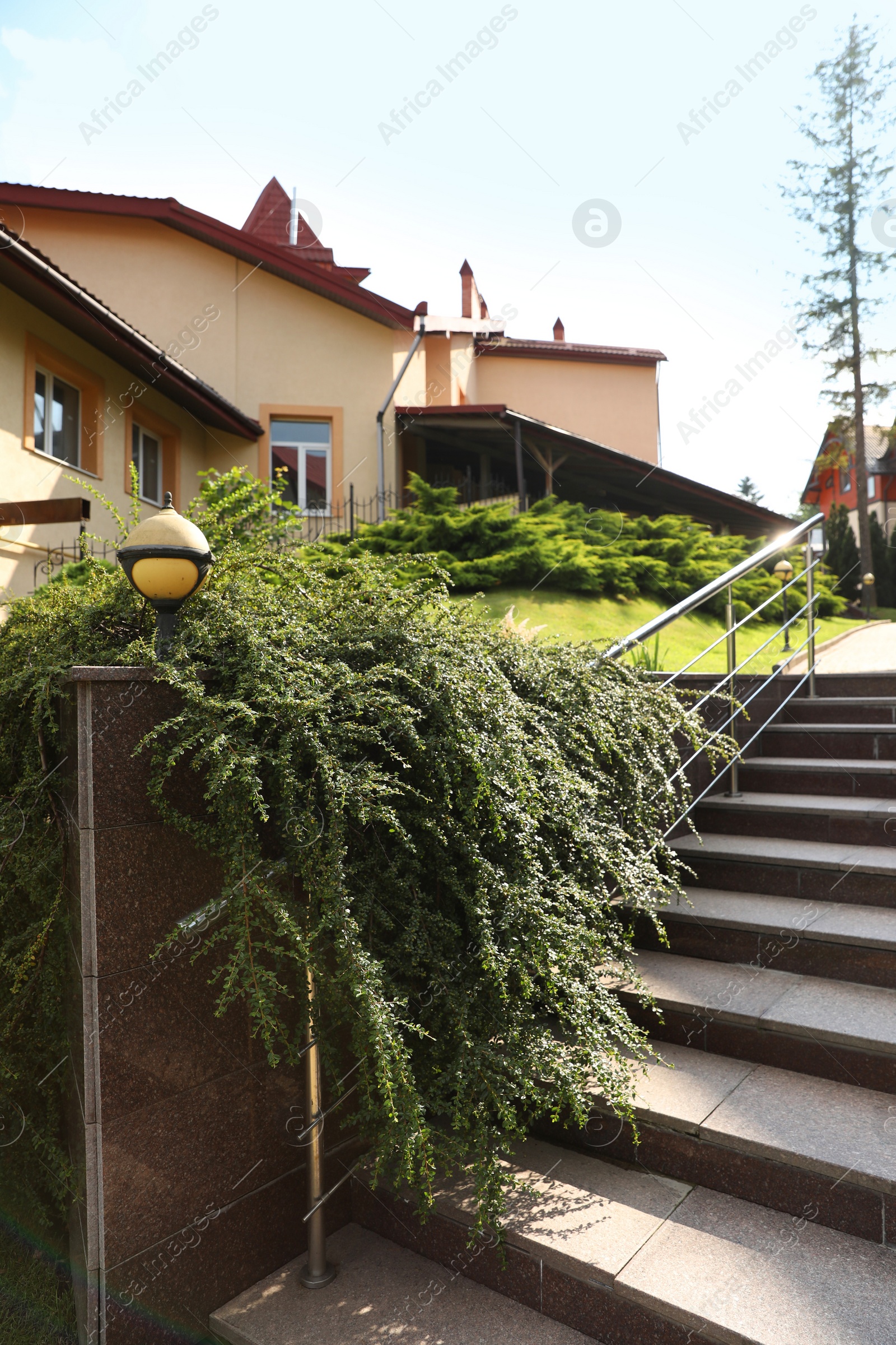 Photo of Beautiful green cotoneaster growing outdoors. Landscape design