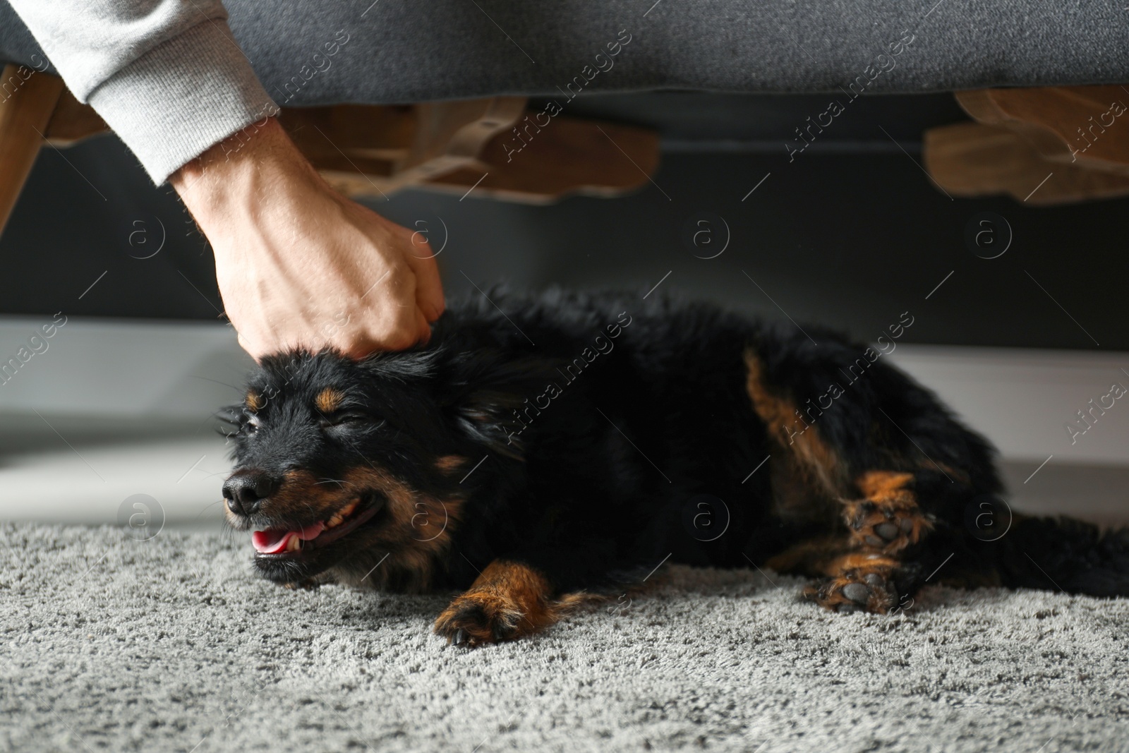 Photo of Man beating dog at home, closeup. Domestic violence against pets