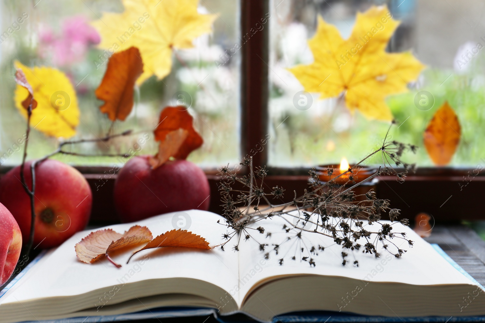 Photo of Book with dried flower, leaves as bookmark and ripe apples on table near window