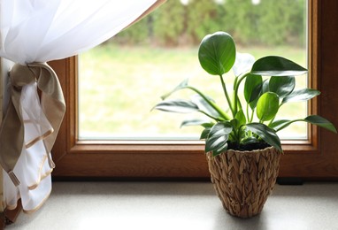 Photo of Beautiful houseplant with bright green leaves in pot on windowsill. Space for text
