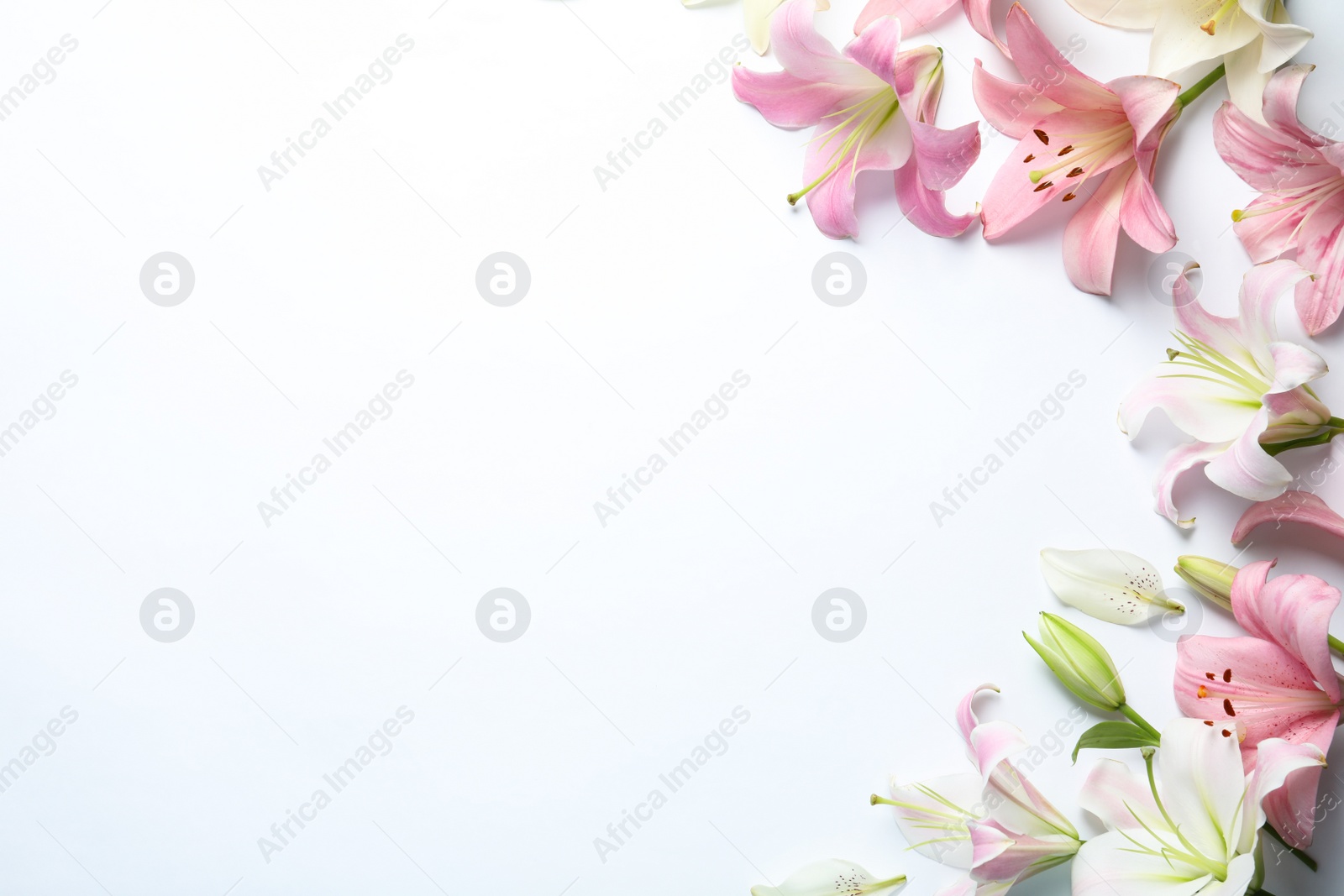 Photo of Flat lay composition with beautiful blooming lily flowers on white background