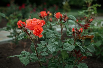 Photo of Closeup view of beautiful blooming rose bush outdoors