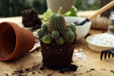 Houseplants and gardening tools on wooden table