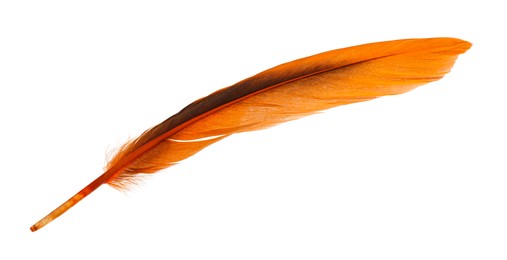 Beautiful orange bird feather isolated on white